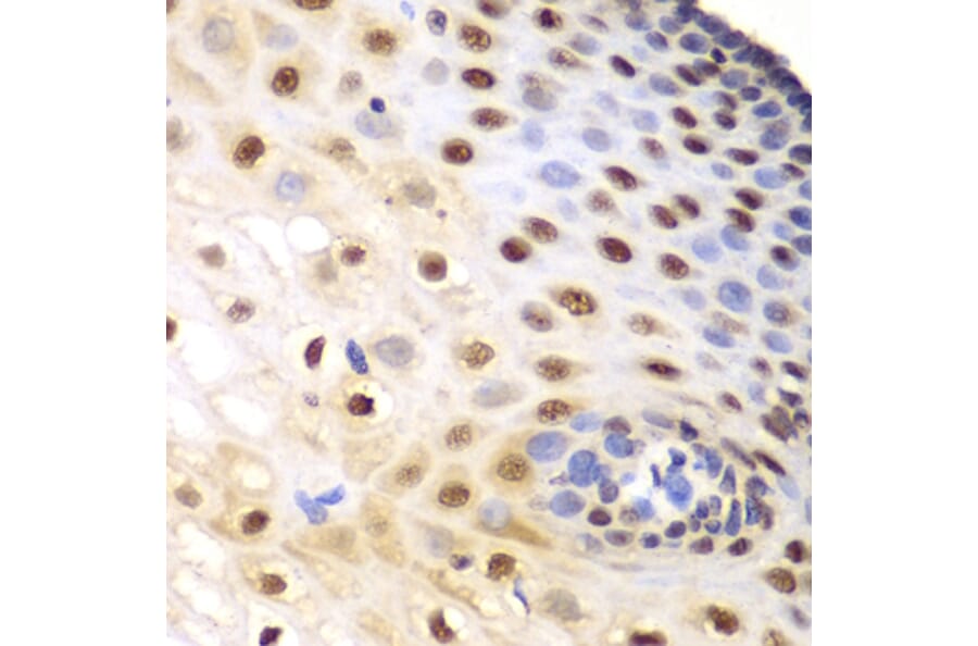 Immunohistochemistry - Anti-KPNA1 Antibody (A13627) - Antibodies.com