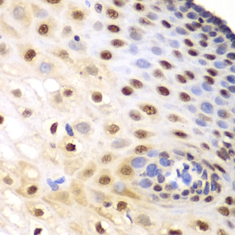 Immunohistochemistry - Anti-KPNA1 Antibody (A13627) - Antibodies.com
