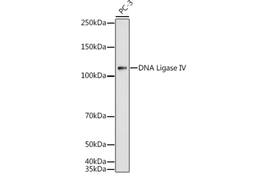 Western Blot - Anti-DNA Ligase IV/LIG4 Antibody (A13628) - Antibodies.com
