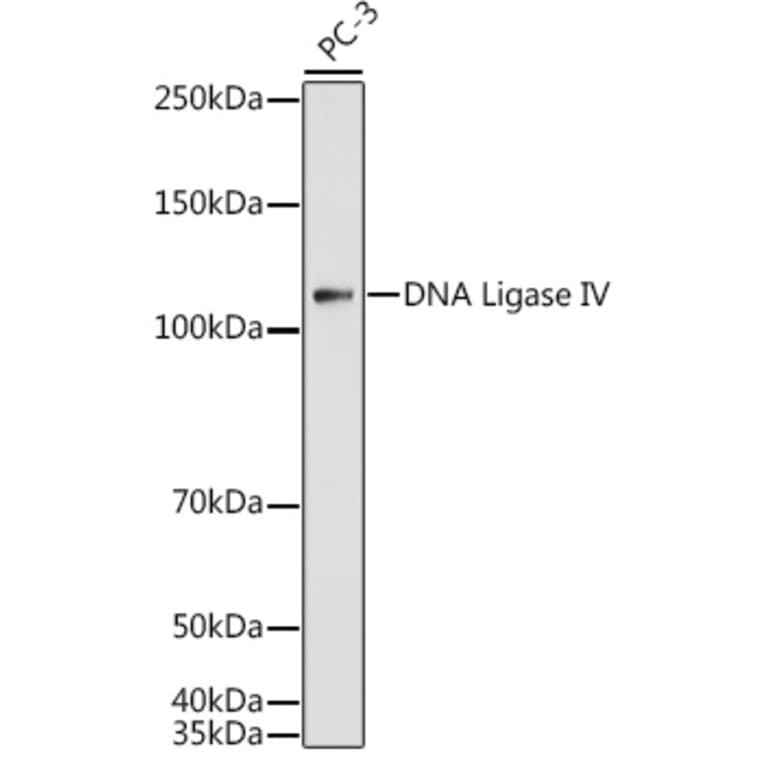 Western Blot - Anti-DNA Ligase IV/LIG4 Antibody (A13628) - Antibodies.com