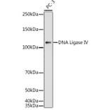 Western Blot - Anti-DNA Ligase IV/LIG4 Antibody (A13628) - Antibodies.com