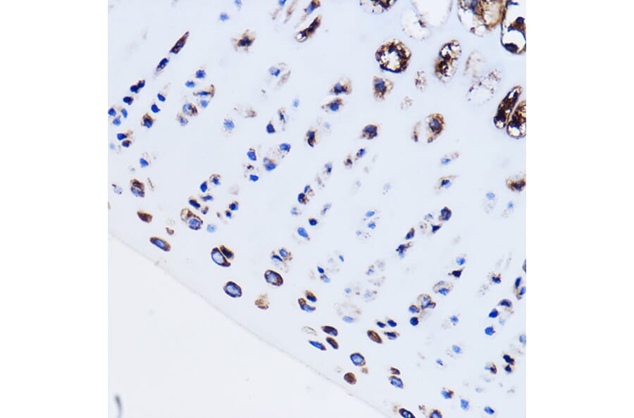Immunohistochemistry - Anti-Parathyroid Hormone Receptor 1/PTH1R Antibody (A13629) - Antibodies.com