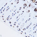 Immunohistochemistry - Anti-Parathyroid Hormone Receptor 1/PTH1R Antibody (A13629) - Antibodies.com