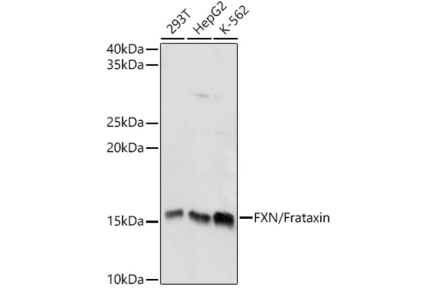Western Blot - Anti-Frataxin Antibody (A13630) - Antibodies.com