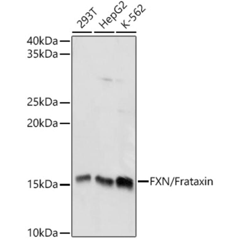 Western Blot - Anti-Frataxin Antibody (A13630) - Antibodies.com