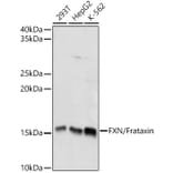 Western Blot - Anti-Frataxin Antibody (A13630) - Antibodies.com