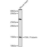 Western Blot - Anti-Frataxin Antibody (A13630) - Antibodies.com