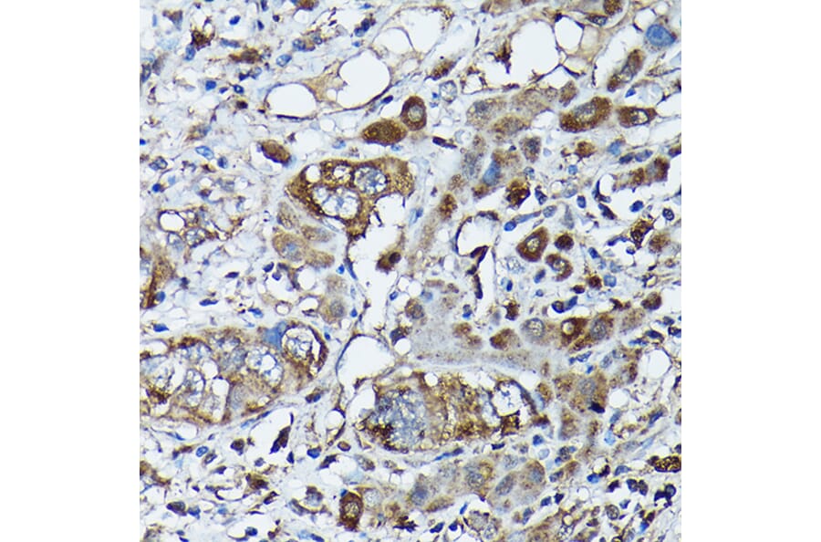Immunohistochemistry - Anti-Frataxin Antibody (A13630) - Antibodies.com