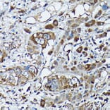 Immunohistochemistry - Anti-Frataxin Antibody (A13630) - Antibodies.com