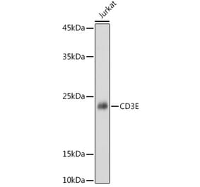 Western Blot - Anti-CD3 epsilon Antibody (A13633) - Antibodies.com