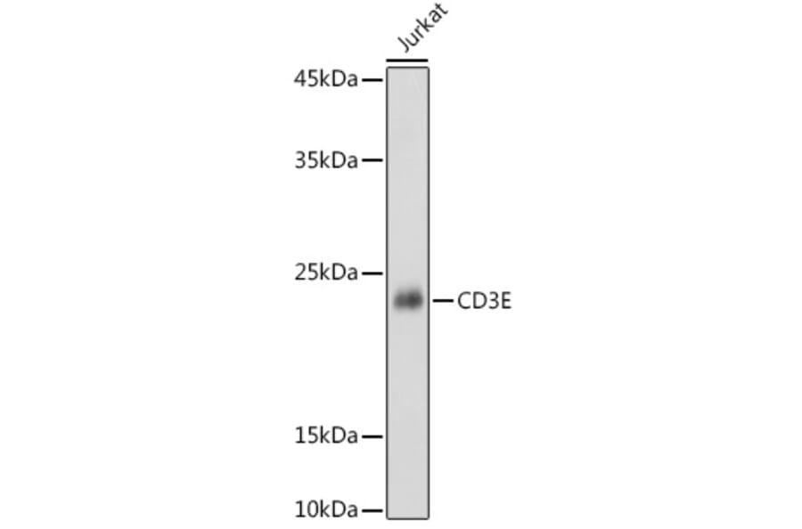 Western Blot - Anti-CD3 epsilon Antibody (A13633) - Antibodies.com