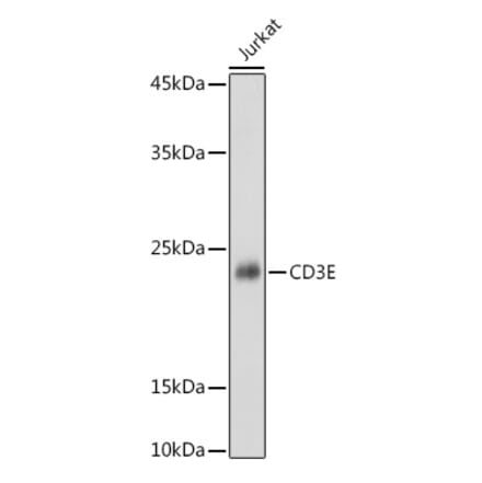 Western Blot - Anti-CD3 epsilon Antibody (A13633) - Antibodies.com
