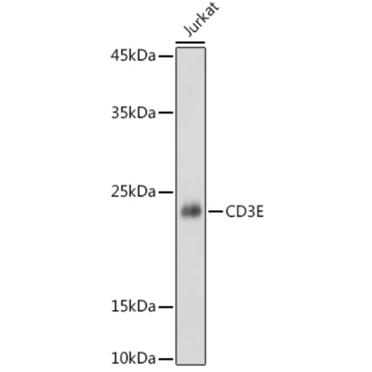Western Blot - Anti-CD3 epsilon Antibody (A13633) - Antibodies.com