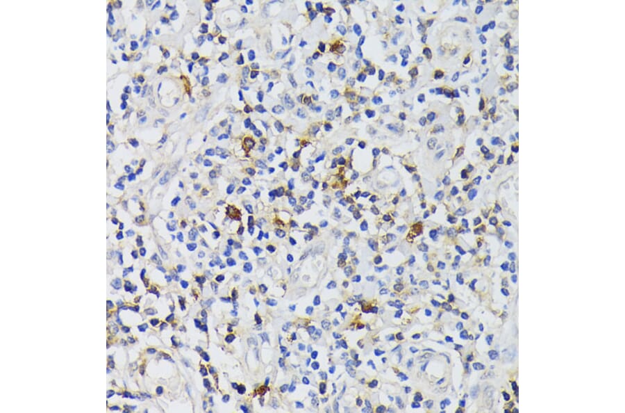 Immunohistochemistry - Anti-CD3 epsilon Antibody (A13633) - Antibodies.com
