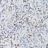 Immunohistochemistry - Anti-CD3 epsilon Antibody (A13633) - Antibodies.com