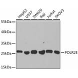 Western Blot - Anti-POLR2E/rpb5 Antibody (A13634) - Antibodies.com