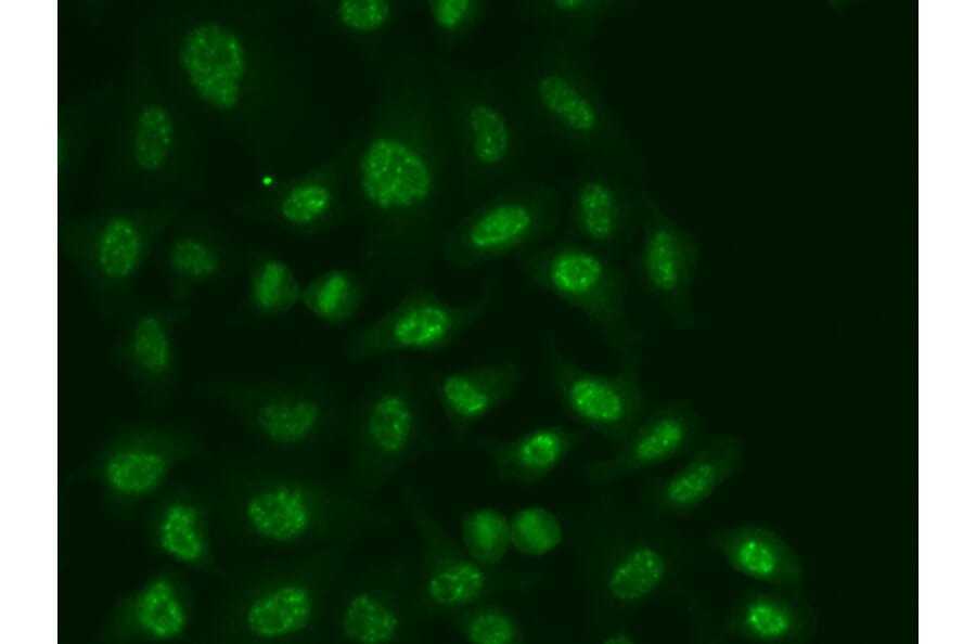 Immunofluorescence - Anti-POLR2E/rpb5 Antibody (A13634) - Antibodies.com