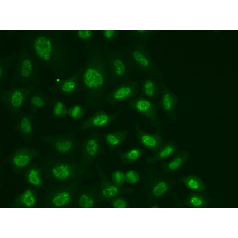 Immunofluorescence - Anti-POLR2E/rpb5 Antibody (A13634) - Antibodies.com