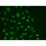 Immunofluorescence - Anti-POLR2E/rpb5 Antibody (A13634) - Antibodies.com