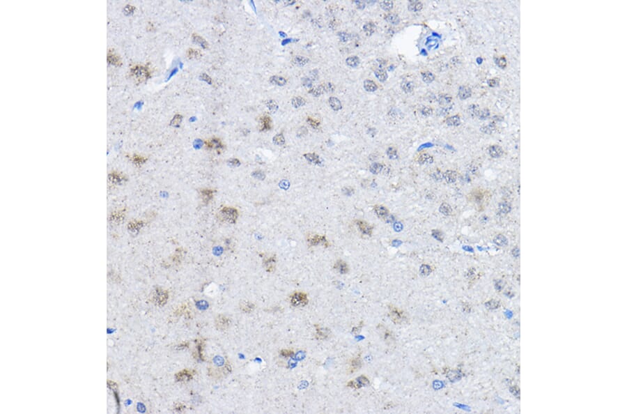 Immunohistochemistry - Anti-UBE3A Antibody (A13635) - Antibodies.com