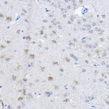 Immunohistochemistry - Anti-UBE3A Antibody (A13635) - Antibodies.com