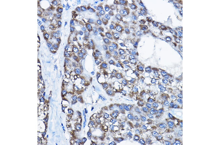 Immunohistochemistry - Anti-UBE3A Antibody (A13635) - Antibodies.com