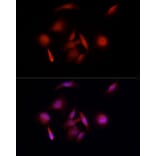 Immunofluorescence - Anti-UBE3A Antibody (A13635) - Antibodies.com