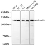 Western Blot - Anti-Vinculin Antibody (A13636) - Antibodies.com