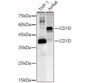 Western Blot - Anti-CD1d Antibody (A13638) - Antibodies.com