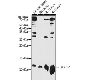 Western Blot - Anti-FKBP12 Antibody (A13639) - Antibodies.com