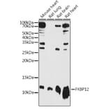 Western Blot - Anti-FKBP12 Antibody (A13639) - Antibodies.com