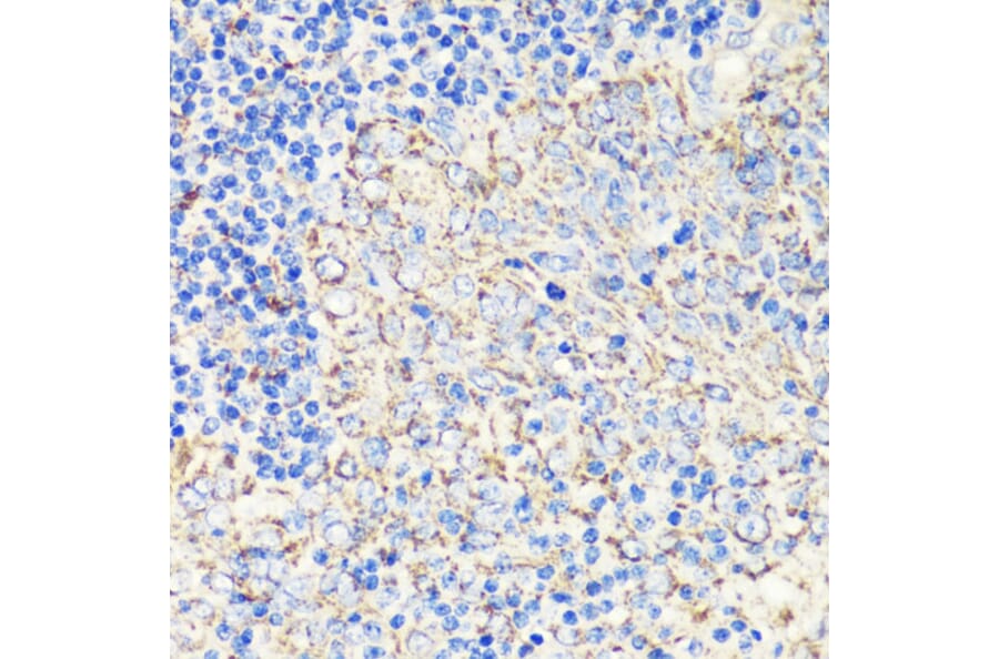 Immunohistochemistry - Anti-FKBP12 Antibody (A13639) - Antibodies.com