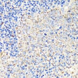 Immunohistochemistry - Anti-FKBP12 Antibody (A13639) - Antibodies.com