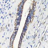 Immunohistochemistry - Anti-FKBP12 Antibody (A13639) - Antibodies.com