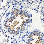 Immunohistochemistry - Anti-FKBP12 Antibody (A13639) - Antibodies.com