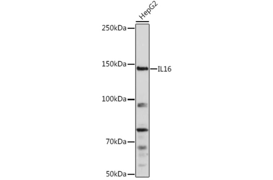 Western Blot - Anti-IL-16 Antibody (A13640) - Antibodies.com