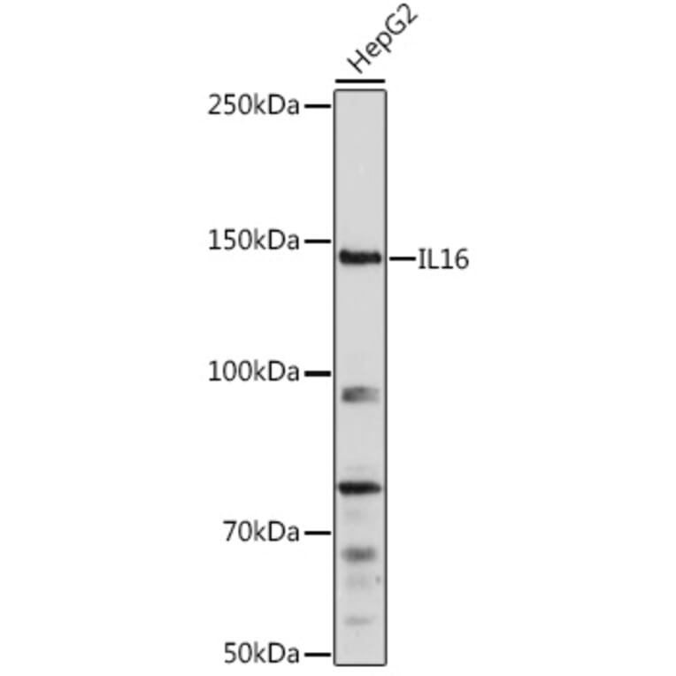 Western Blot - Anti-IL-16 Antibody (A13640) - Antibodies.com