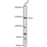 Western Blot - Anti-IL-16 Antibody (A13640) - Antibodies.com