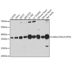 Western Blot - Anti-JAB1 Antibody (A13642) - Antibodies.com