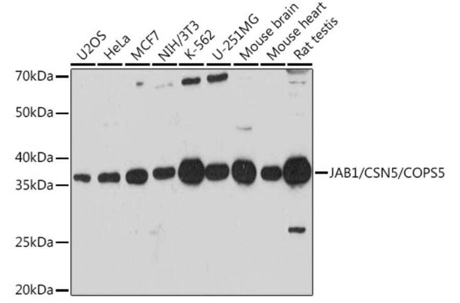 Western Blot - Anti-JAB1 Antibody (A13642) - Antibodies.com
