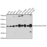 Western Blot - Anti-JAB1 Antibody (A13642) - Antibodies.com