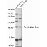 Western Blot - Anti-Ferritin Light Chain Antibody (A13644) - Antibodies.com