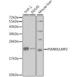 Western Blot - Anti-Proteasome 20S LMP2 Antibody (A13645) - Antibodies.com