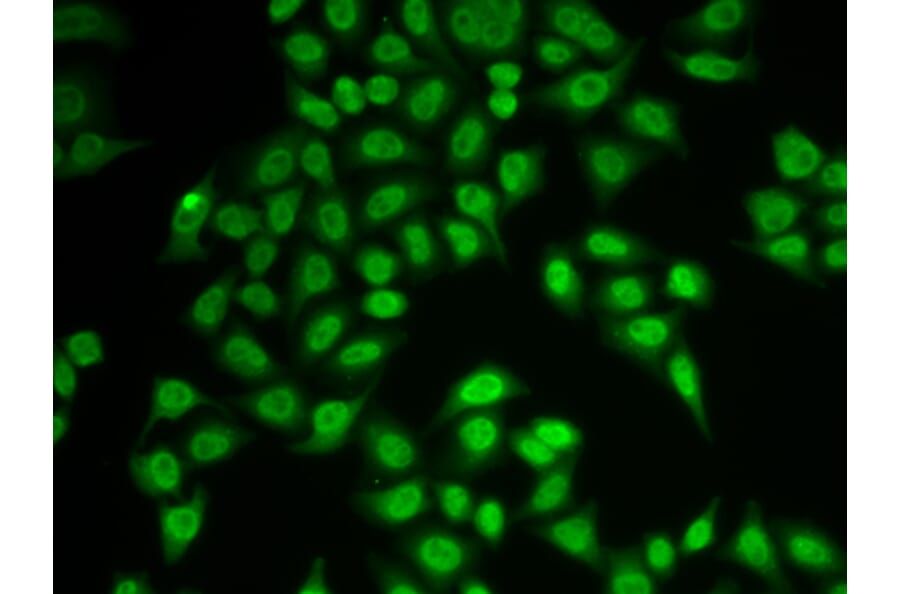 Immunofluorescence - Anti-Proteasome 20S LMP2 Antibody (A13645) - Antibodies.com