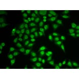 Immunofluorescence - Anti-Proteasome 20S LMP2 Antibody (A13645) - Antibodies.com