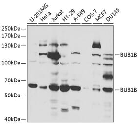 Western Blot - Anti-BubR1 Antibody (A13647) - Antibodies.com