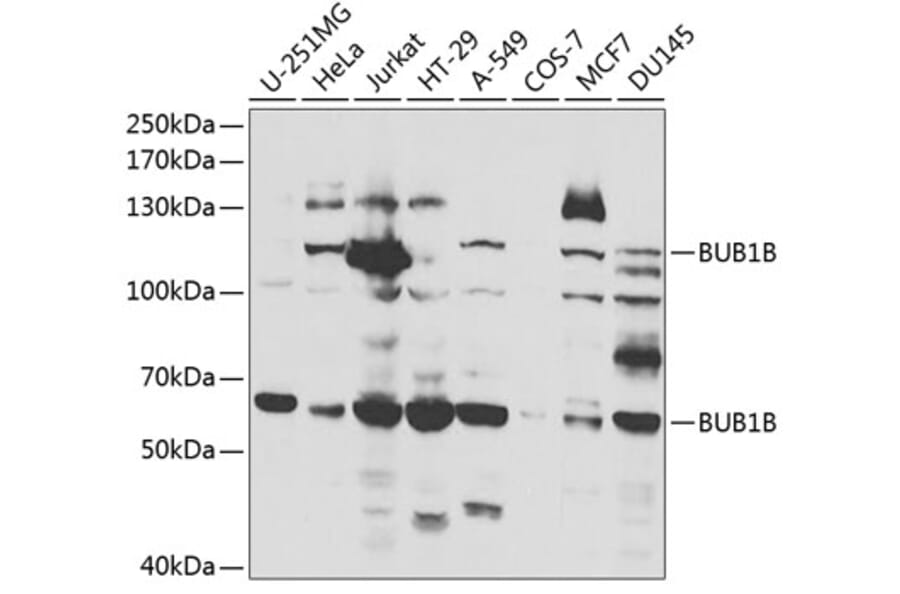 Western Blot - Anti-BubR1 Antibody (A13647) - Antibodies.com
