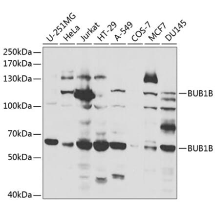 Western Blot - Anti-BubR1 Antibody (A13647) - Antibodies.com