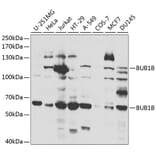Western Blot - Anti-BubR1 Antibody (A13647) - Antibodies.com
