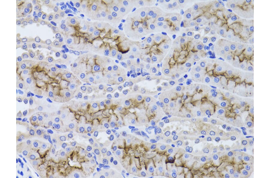 Immunohistochemistry - Anti-GGT1/GGT Antibody (A13648) - Antibodies.com